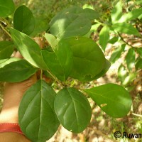 Gmelina philippensis Cham.